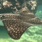 photo_4920625902706690889_y