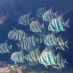 photo_4920625902706690905_y